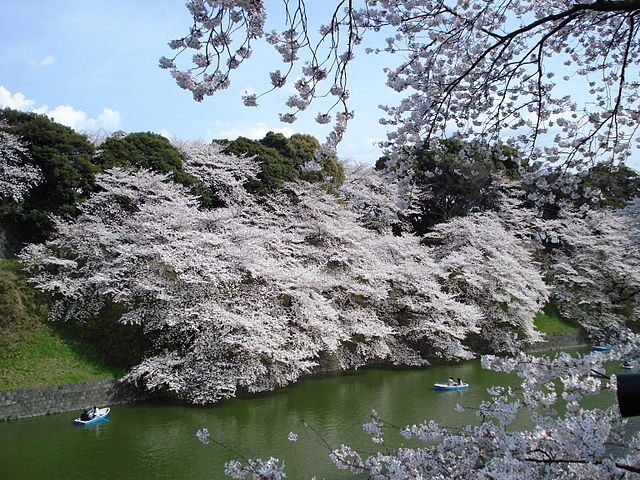 千鳥ヶ淵(La Profondeur des Cygnes): "Miroir des Cerisiers en Fleurs"