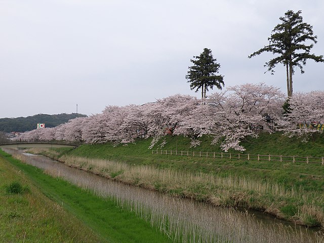 斐伊川堤防桜並木 (Allée des Cerisiers au Bord de la Rivière) : "Sous le Voile des Fleurs de Cerisier"