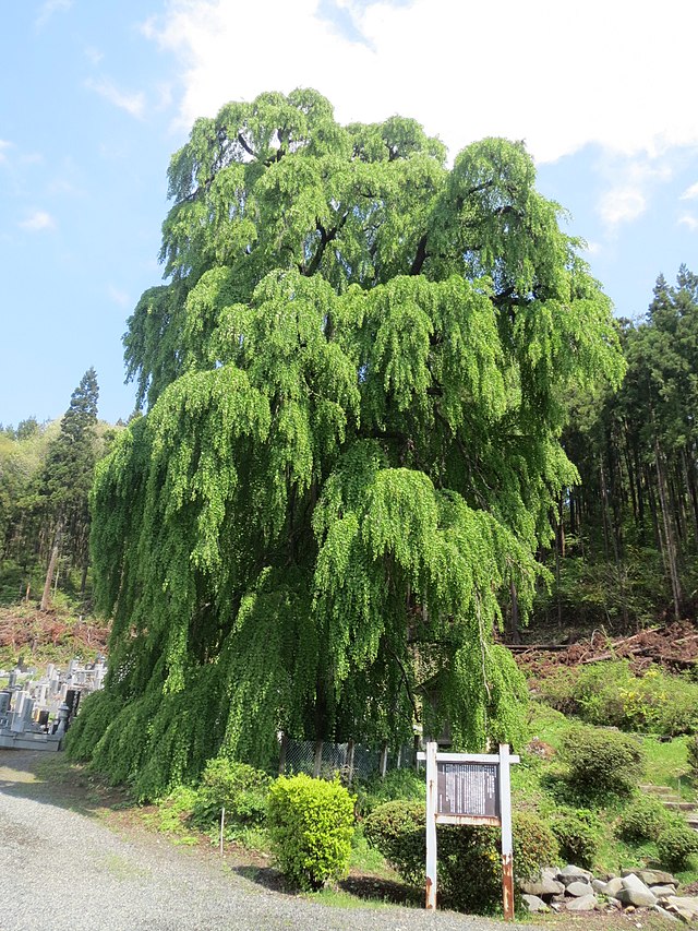 瀧源寺のシダレカツラ (translated 瀧源寺のシダレカツラ to French): "Les Larmes du Saule au Temple des Cascades"