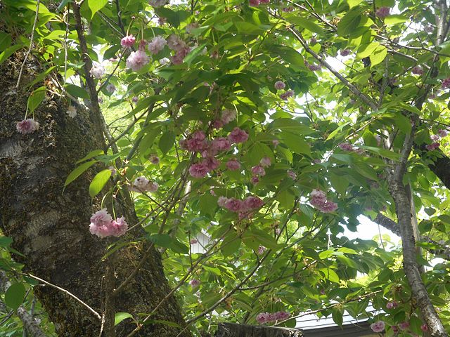おおたザクラ (Les Cerisiers Enchantés) : Dans l'Étreinte des Pétales Rosés