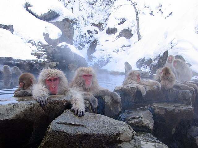 地獄谷野猿公苑 (Le Sanctuaire des Singes de la Vallée de l'Enfer) : "Danse des Singes sous les Flocons"