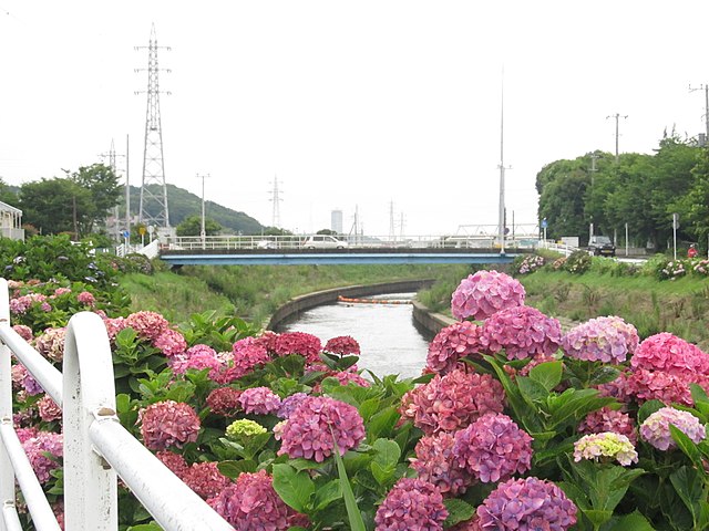 大清水境川アジサイロード (Route des Hortensias de Daishimizu) : "Chemin des Rêves Émeraude"