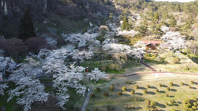 きみまち阪 (Colline des Échos de l'Amour) : "L'Envol des Cerisiers"