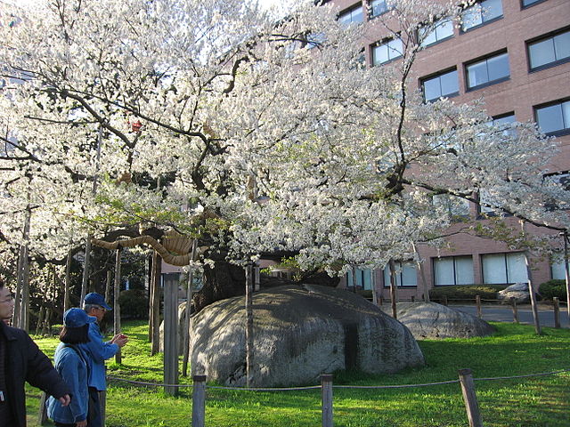 石割桜(Élégance des Cerisiers Fendus): "Danse des Pétales entre les Rochers"