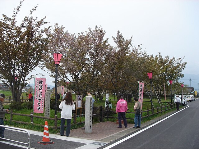 揖斐二度桜 (Sakura des Deux Rencontres) : "Les Échos des Cerisiers Enchantés"