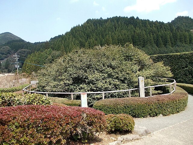嬉野の大チャノキ (Le Grand Thé de Yoshino) : "L'Étreinte des Feuilles Émeraude"
