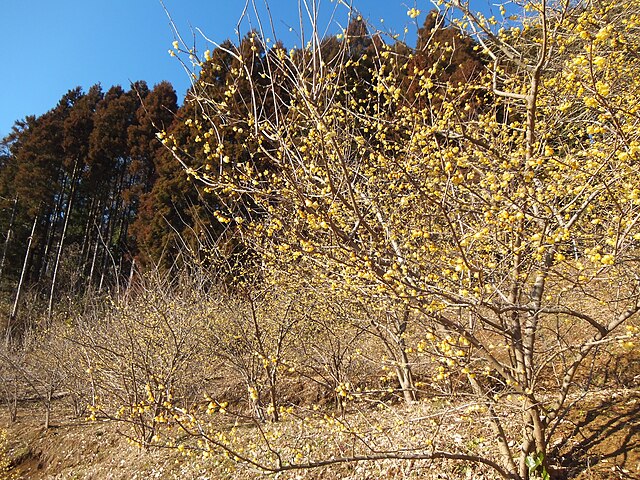 松田町寄ロウバイ園(Jardin des Chimonanthus de Matsuda) : "Échos d'Hiver et Parfums d'Or"