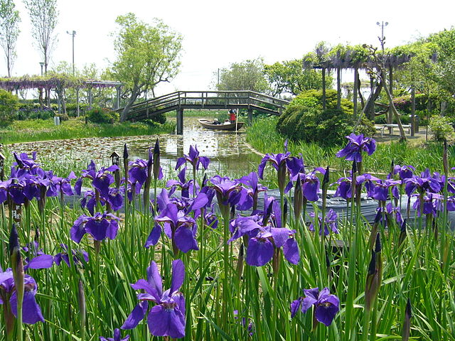 水郷佐原あやめパーク(Parc des Iris de Sawara) : "Danse des Iris sous le Ciel Émeraude"