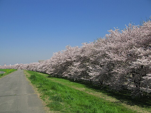 熊谷桜堤(La Promenade des Cerisiers de Kumagaya): "Sous le Voile des Fleurs de Cerisier"
